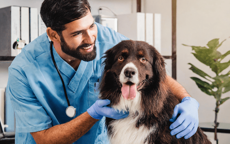 Needle-free vaccine for pets, Needleless injection for veterinarians, Needleless injection for pet vaccines, Needleless injection for pets, Needleless injection for veterinary use, Needleless pet delivery devices, Needle-free devices for veterinarians