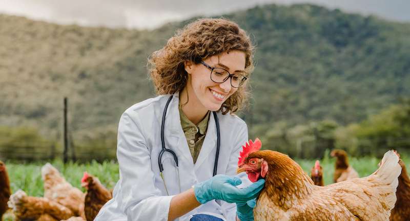 Needleless injections for chickens, Needle-free injections for poultry, Needleless vaccination for birds, Needle-free vaccine delivery for poultry, Needleless injection devices for poultry, Pain-free injections for chickens, Needleless injection technology for poultry, Needleless injection systems for poultry, Needleless injection for turkeys, Needleless vaccination for layers