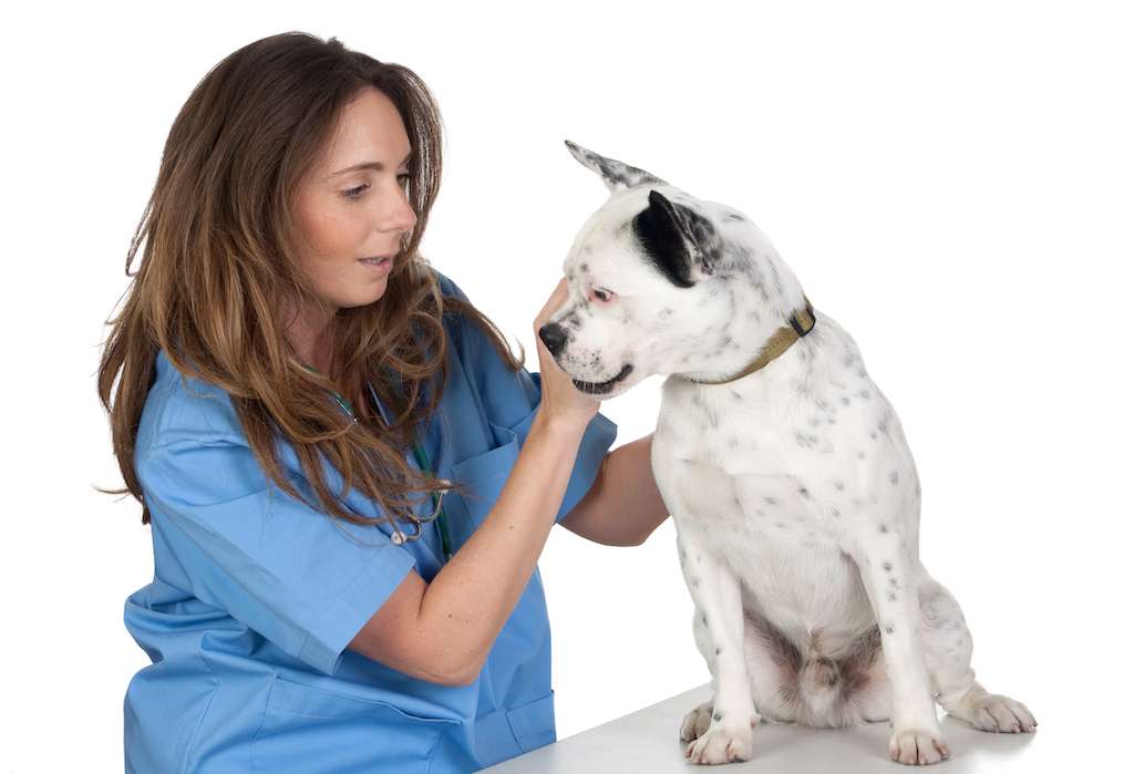 Needle-free vaccine for pets, Needleless injection for veterinarians, Needleless injection for pet vaccines, Needleless injection for pets, Needleless injection for veterinary use, Needleless pet delivery devices, Needle-free devices for veterinarians